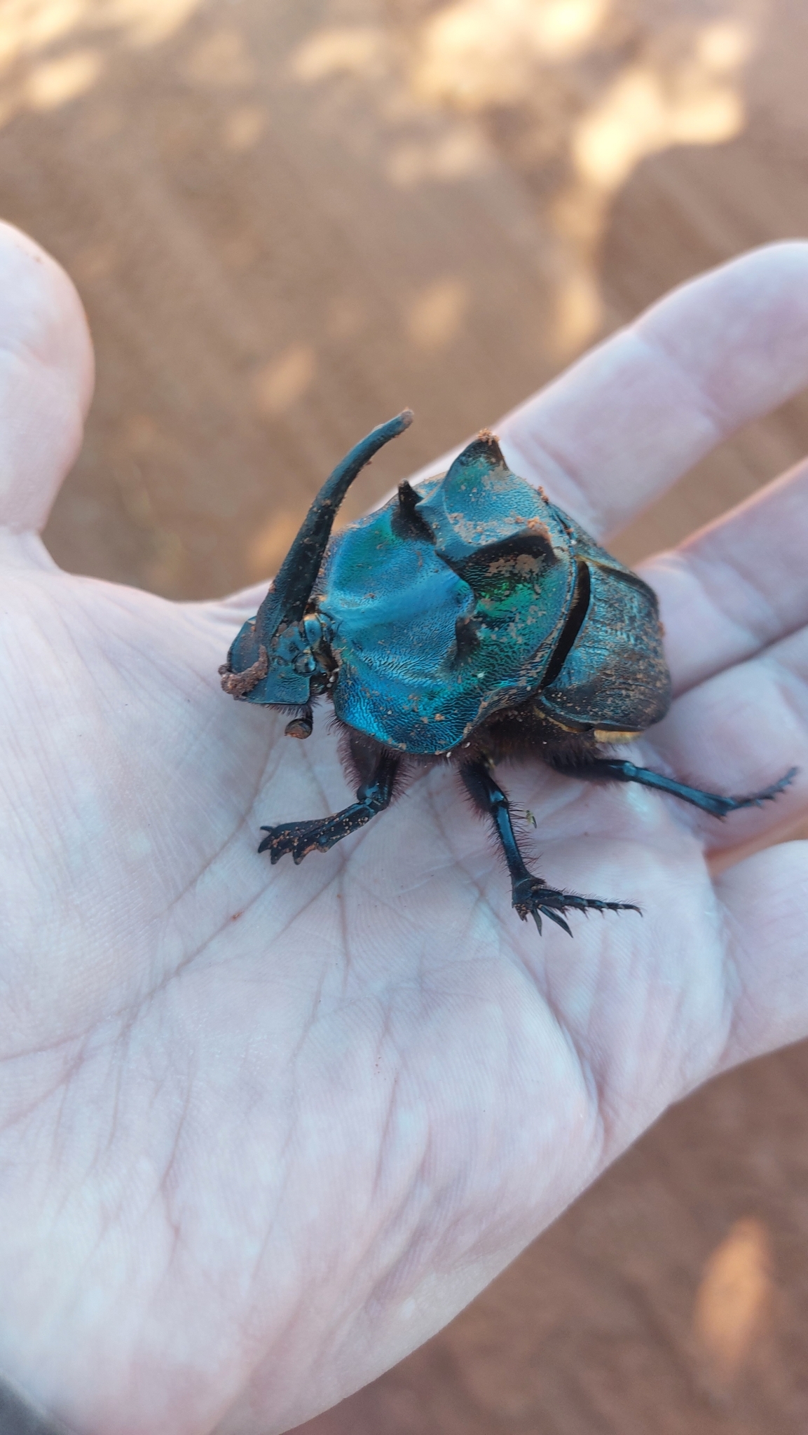 エンシフェールダイコクコガネ (Coprophanaeus ensifer) · iNaturalist