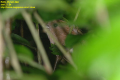 Sinosuthora webbiana