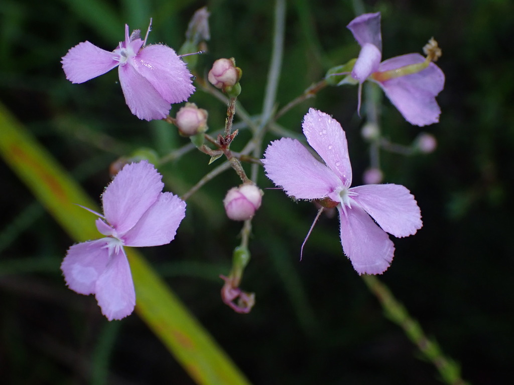 Stylidium nymphaeum