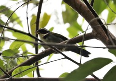 Arremon semitorquatus