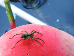 Pardosa pseudoannulata