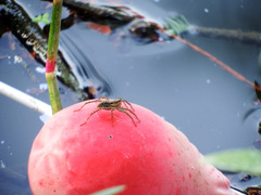 Pardosa pseudoannulata