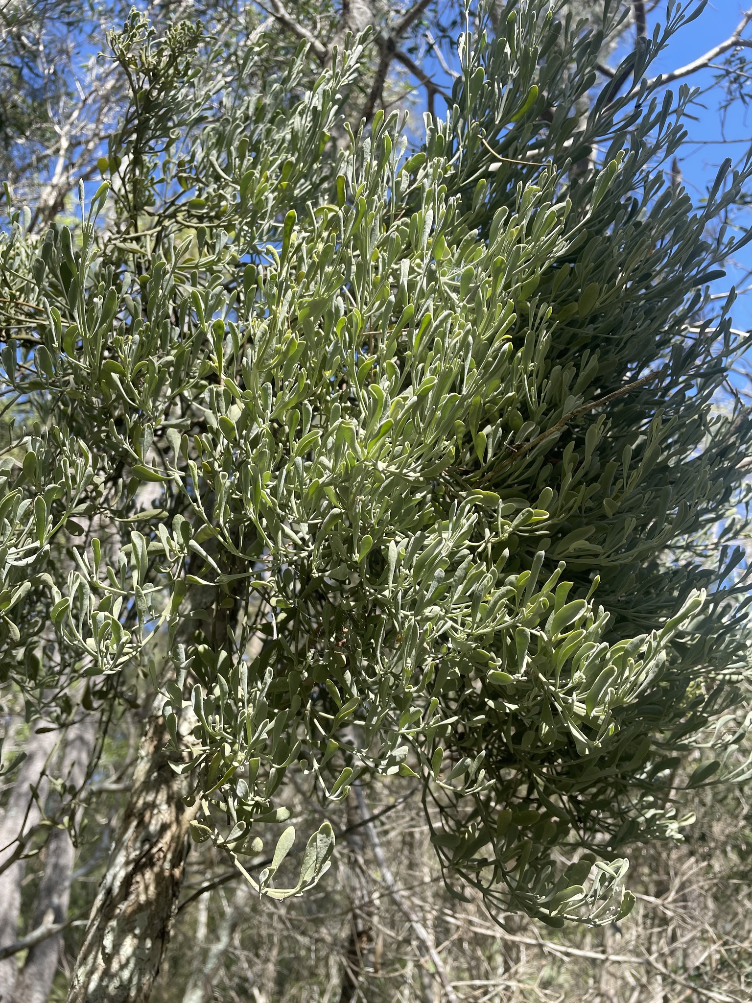Notothixos Notothixos Oliv.
