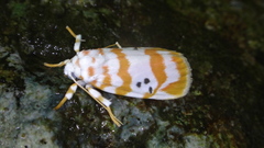 Cyana interrogationis