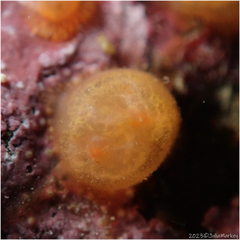 Orange Colonial Sea Squirt photo 2