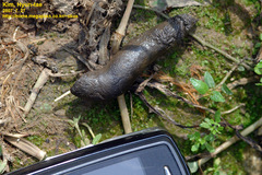 Phasianus colchicus