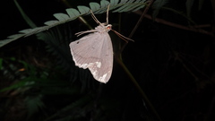 Pareumelea eugeniata