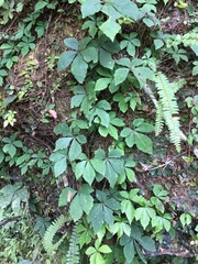 Tetrastigma obtectum glabrum