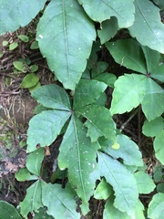 Tetrastigma obtectum glabrum