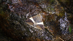Bastilla crameri