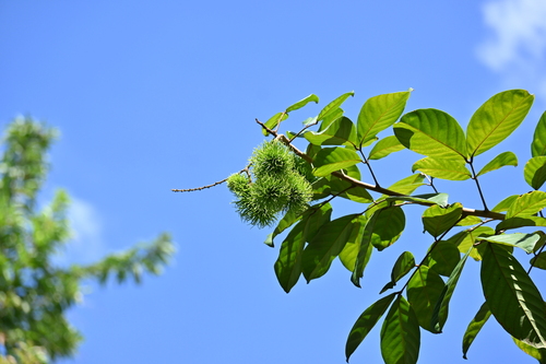 Nephelium lappaceum - Whole tree