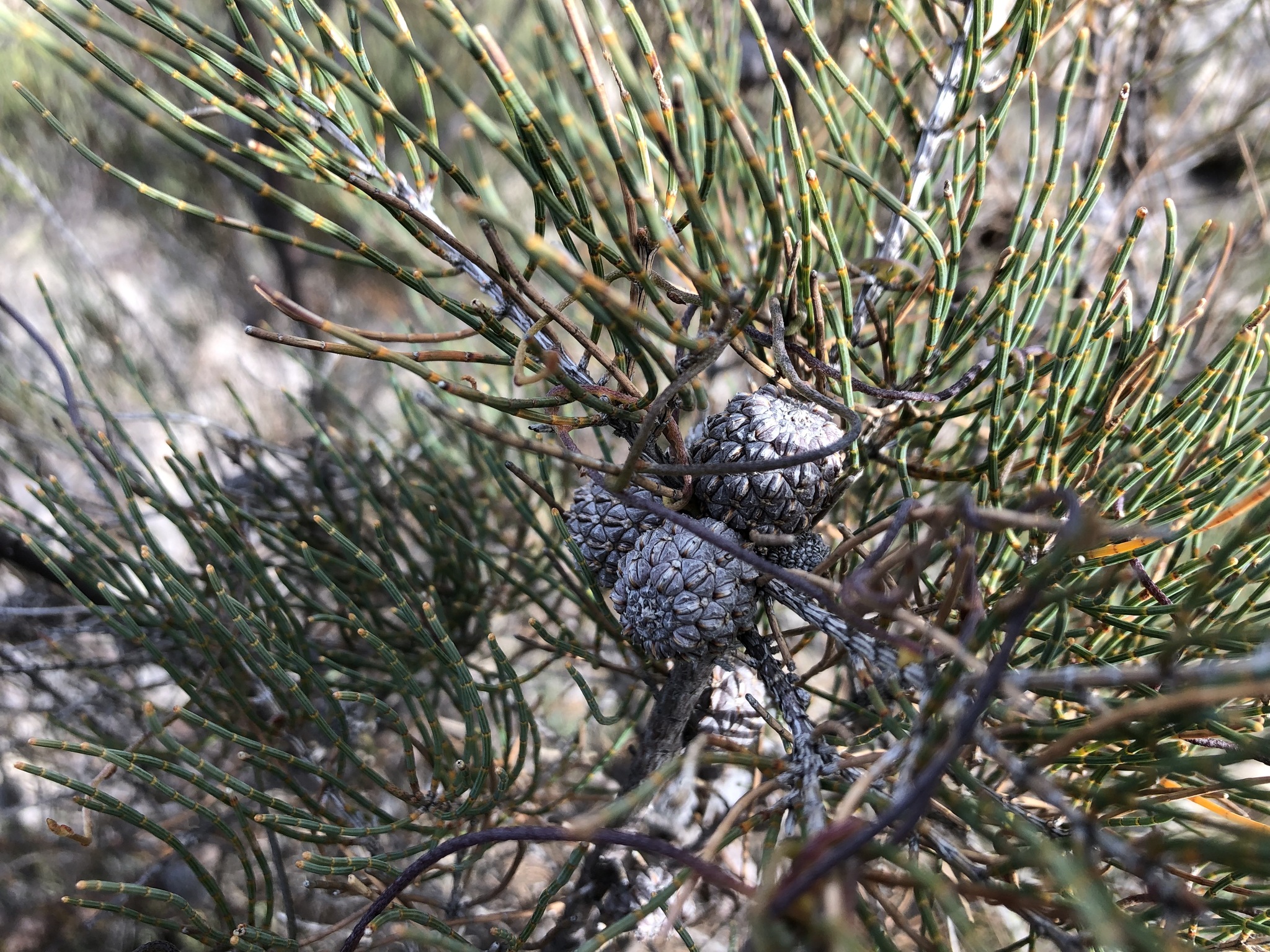 Allocasuarina pusilla