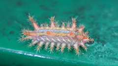 Phlossa conjuncta