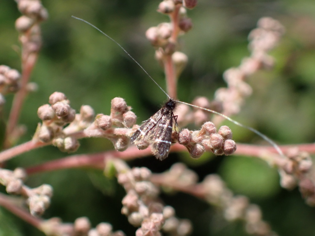 Ocean Spray Fairy Moth from Marin County, CA, USA on May 11, 2023 at 12 ...