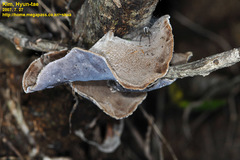 Auricularia auricula-judae