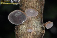 Auricularia auricula-judae