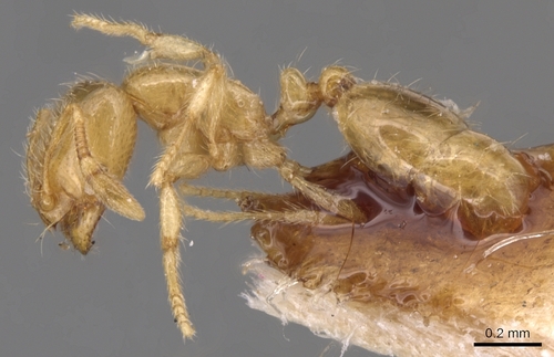Solenopsis lusitanicaSolenopsis lusitanica