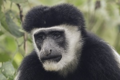 Colobus caudatus
