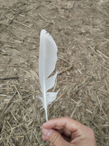 Plume de Goéland pontique