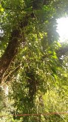 Rhaphidophora hongkongensis