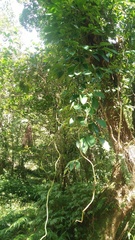 Rhaphidophora hongkongensis