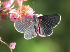 Melanis cephise cephise