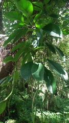 Rhaphidophora hongkongensis