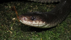 Black Mussurana photo 3