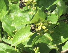 Centris flavofasciata