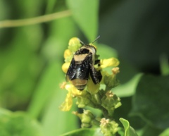 Centris flavofasciata