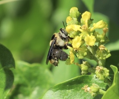 Centris flavofasciata