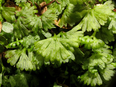 Hymenophyton