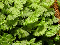 Hymenophyton