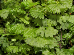 Hymenophyton
