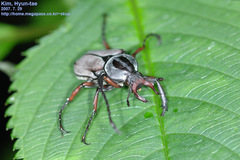 Dicronocephalus adamsi