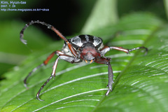 Dicronocephalus adamsi