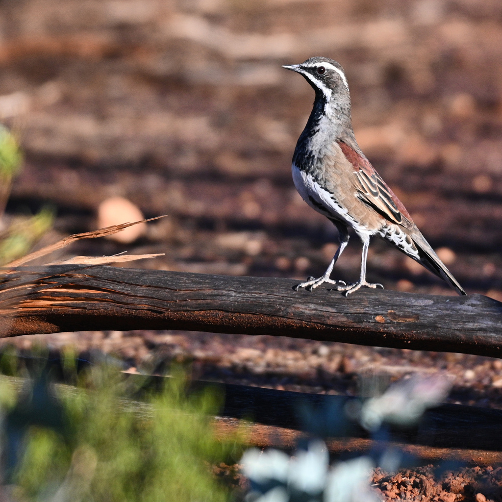 Copperback Quail-thrush photo