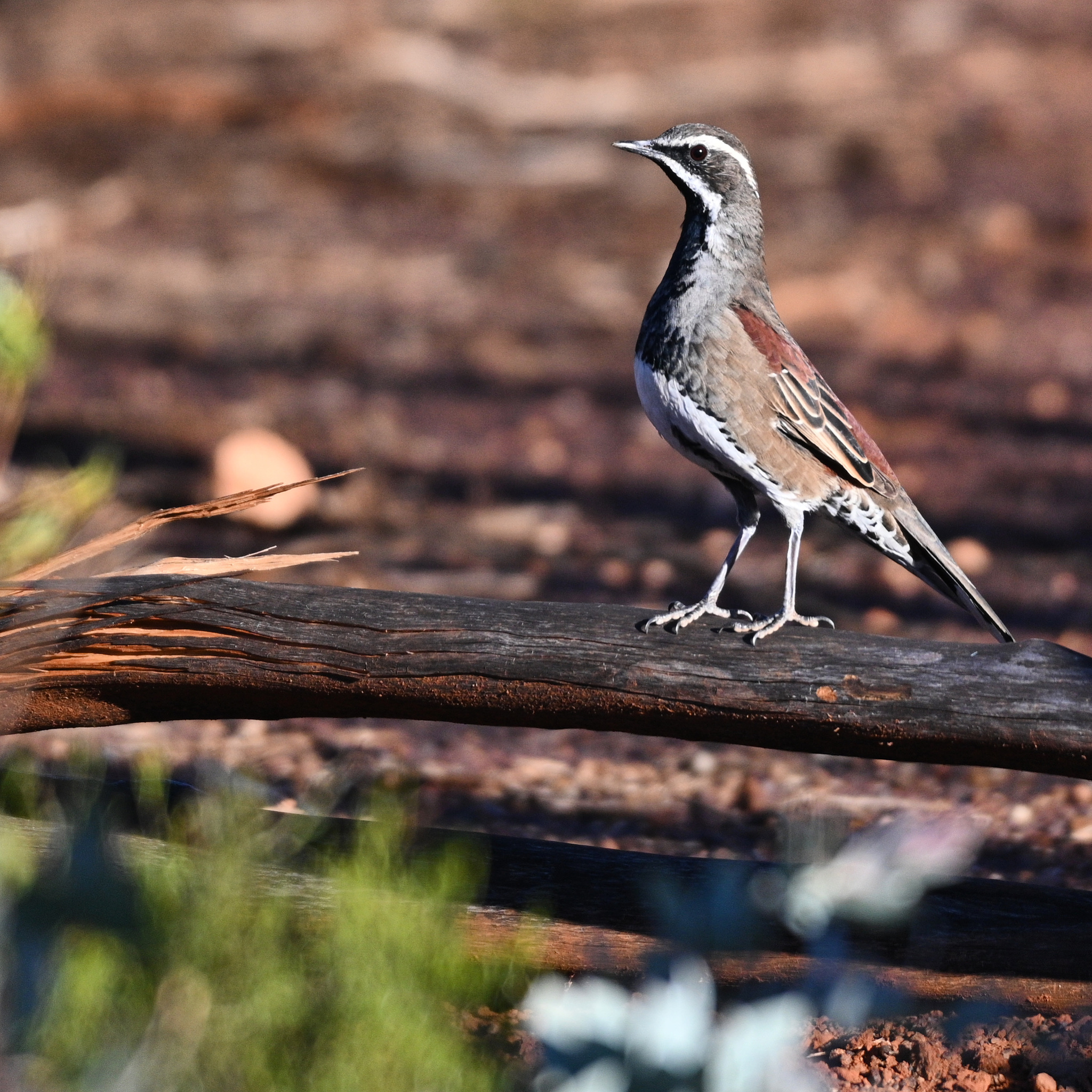 Copperback Quail-thrush (Cinclosoma clarum)
