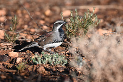 Copperback Quail-Thrush photo 4