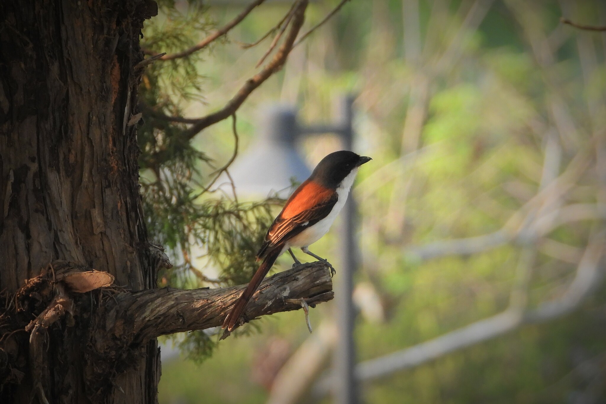Burmese Shrike