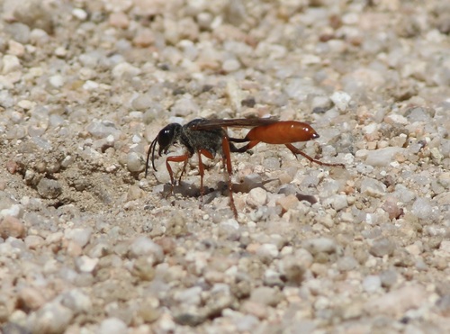 Podalonia argentipilis