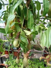 Nepenthes alata × ventricosa