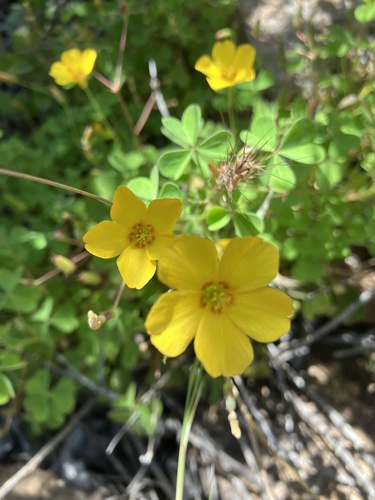 Oxalis californica (Oxalis californica)