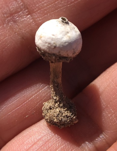 iNaturalist observation photo of Winter Stalk-puffball