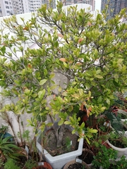 Synsepalum dulcificum