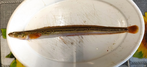 Blackline prickleback (Acantholumpenus mackayi) — Stichaeidae