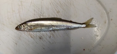 Shishamo Marine Smelt photo 3