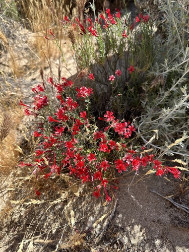 Image of Ipomopsis tenuifolia by (c) Matt Berger, some rights reserved (CC BY)