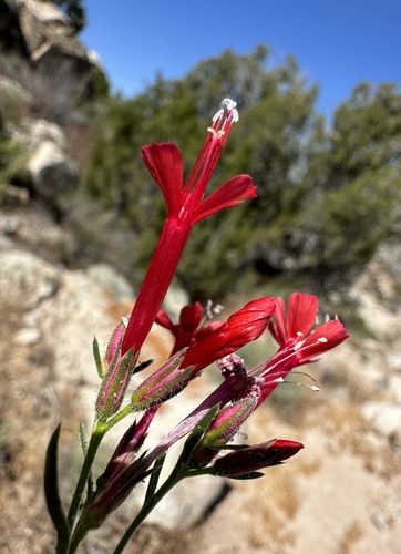 Image of Ipomopsis tenuifolia by (c) Matt Berger, some rights reserved (CC BY)