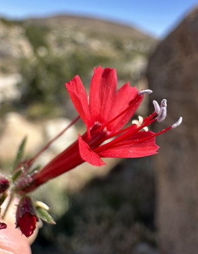 Image of Ipomopsis tenuifolia by (c) Matt Berger, some rights reserved (CC BY)